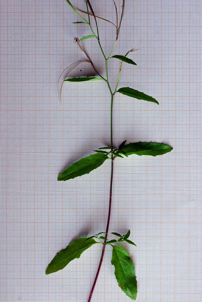 Epilobium collinum / Epilobio di collina